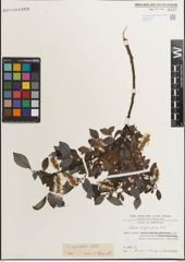 Foto von Salix myrsinifolia Salisb.